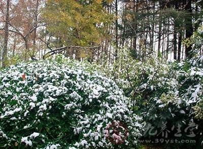 不知不覺，又到了大雪的節(jié)氣了