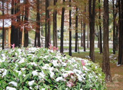 大雪節(jié)氣養(yǎng)生原則 大雪補(bǔ)脾勝過(guò)養(yǎng)生