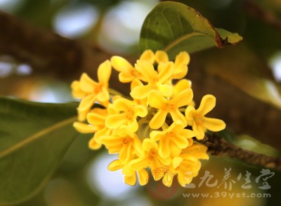 吃桂花有什么好處  桂花的處理方法有哪些