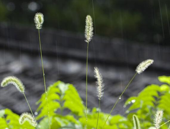 綠油油的狗尾巴草