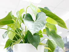 绿化空气的办公室盆栽