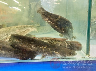 黑魚(yú)屬于高蛋白食物，蛋白質(zhì)在胃腸內(nèi)的消化和吸收十分有限