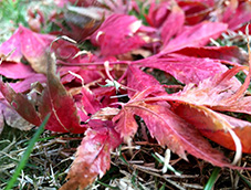 冬景霜葉火紅的楓葉