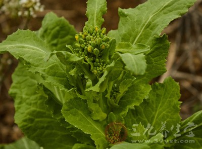 油菜还有促进血液循环、散血消肿的作用