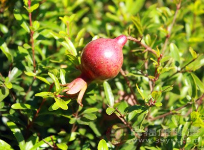 經(jīng)期可以吃石榴嗎 經(jīng)期吃石榴有啥好處