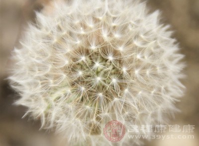 蒲公英的葉子中含有的某些物質(zhì)對于傷寒桿菌以及金黃色葡萄球菌具有一定的抑制作用