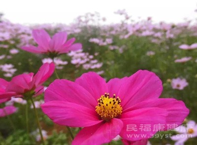 花粉、灰塵、動物皮屑、煙霧、羽毛、真菌孢子、揮發(fā)性化學品(如甲醛、丙烯醛、除蟲菊、化妝品等)和其他經(jīng)空氣傳播的過敏原等