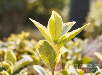 野菜的药用价值