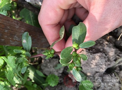 很多人用馬齒莧做菜時(shí)喜歡焯一下,其實(shí)不用開(kāi)水焯效果更佳,口感更爽,不發(fā)粘。當(dāng)然,你也可用開(kāi)水焯后涼拌、煮湯、烙餅