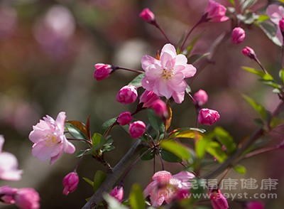 花粉还具有防癌抗癌的作用