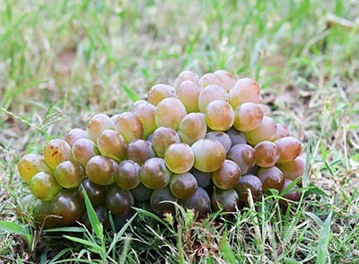 葡萄中含有丰富的有机酸