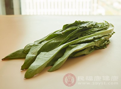 食用油麦菜还可以减肥