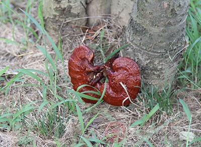 靈芝還可以對(duì)人的心血管起到保護(hù)的作用