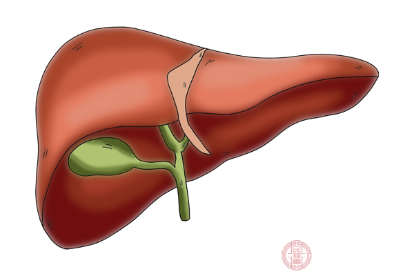 我們養(yǎng)肝護肝的意思其實就是保護肝臟