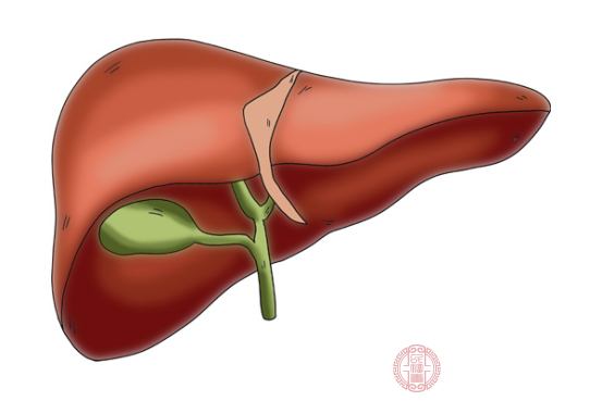 在人体的所有内脏器官中，肝脏属于是最大的一个