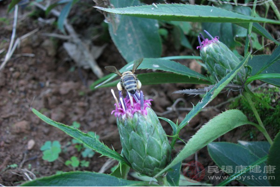 不小心被蜇傷后，大多數(shù)人患處會立即出現(xiàn)腫脹