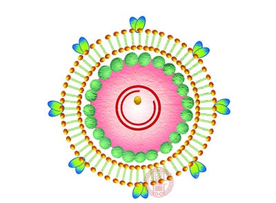 如果人体感染了病毒，比如患上了普通感冒、流感、喉炎、腮腺炎