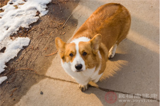 大家在被狗咬傷后一定要檢查傷口情況