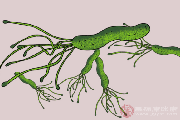 幽门螺旋杆菌呈阳性，说明胃部被幽门螺旋杆菌感染
