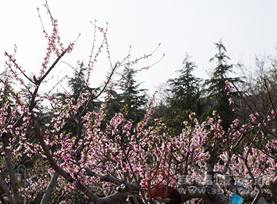 春分前后的民俗节日有二月十五日开漳圣王诞辰