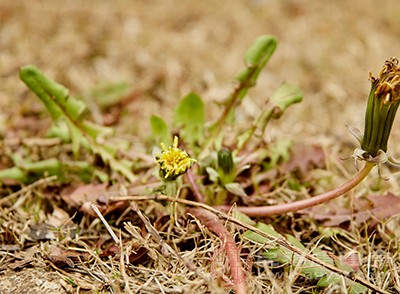 蒲公英是常見的一種野菜，但是并不表示蒲公英經(jīng)常出現(xiàn)在我們的生活中