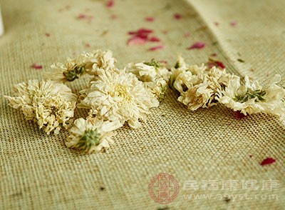 菊花对治疗眼睛疲劳、视力模糊有很好的疗效