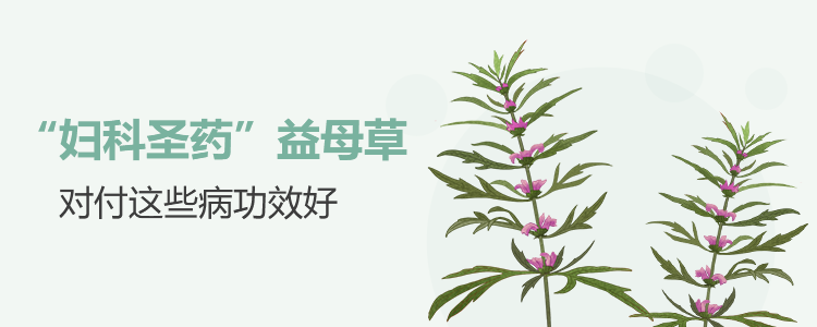 “妇科圣药”益母草 对付这些病功效好