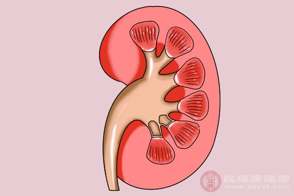 症状较轻的慢性肾炎患者的寿命与正常人相同