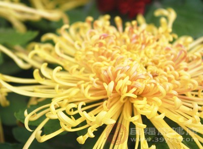 菊花是秋天的象征之一，赏菊花也是秋分节气的传统习俗