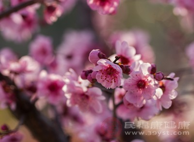 大雪时节也是赏梅的好时节