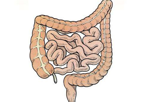 肠道健康 仅一天没排便肠子竟脏成这样