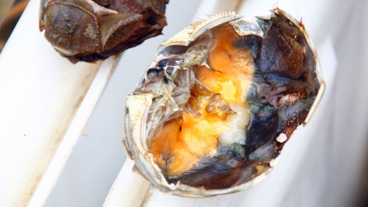 哺乳期可以吃螃蟹吗