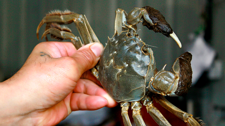 孕妇能吃螃蟹吗