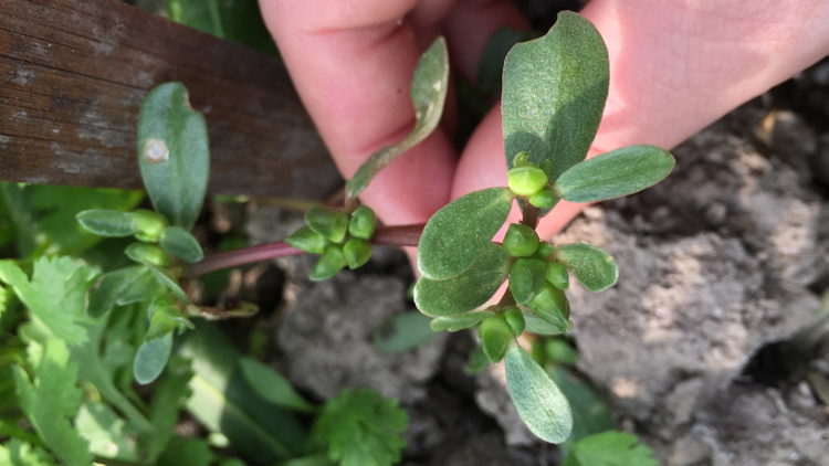 马齿菜煮水喝的功效有哪些