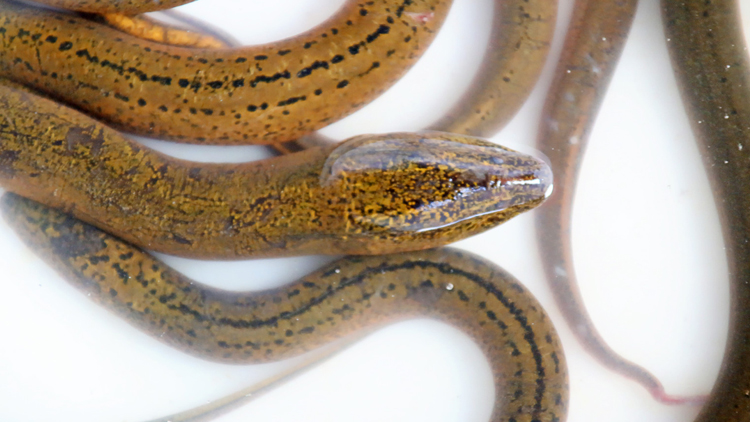 孕妇可以吃黄鳝吗