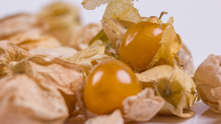 姑娘果的功效与作用有哪些