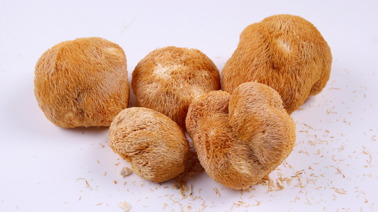 猴头菇的功效与作用有哪些