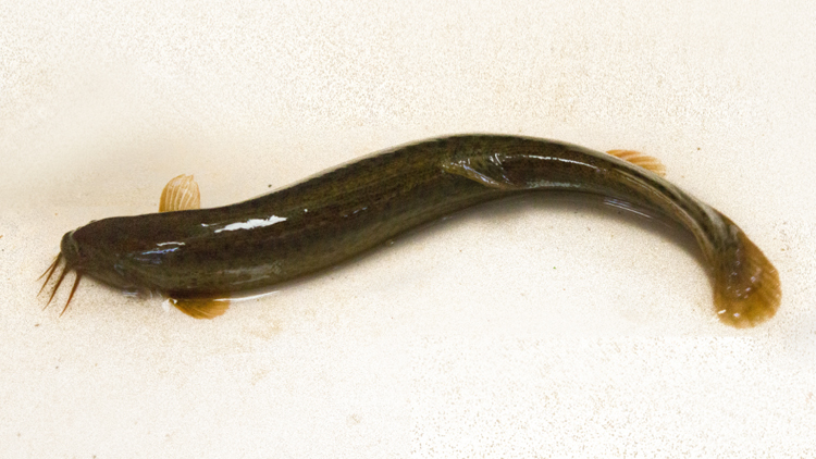 泥鳅的功效与作用