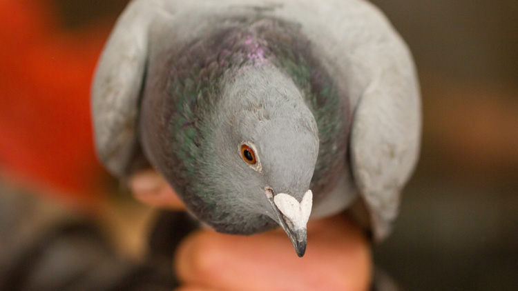 孕妇可以吃鸽子吗