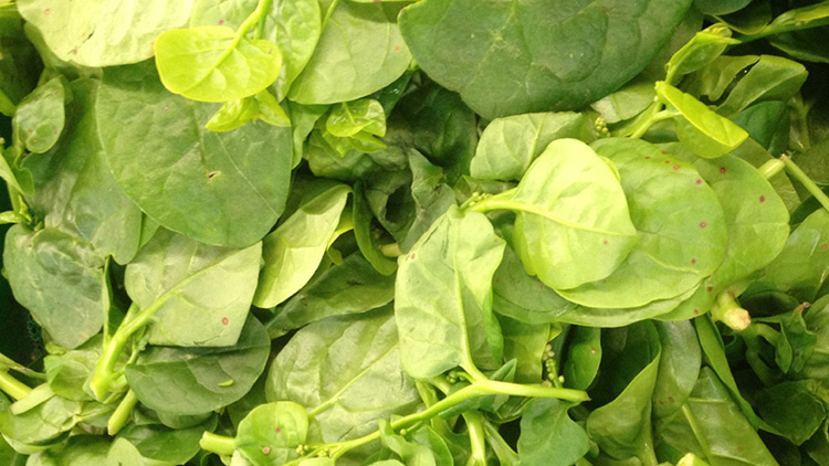 木耳菜的功效与作用有哪些