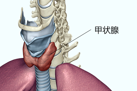 甲状腺炎性结节的肿块多数为良性