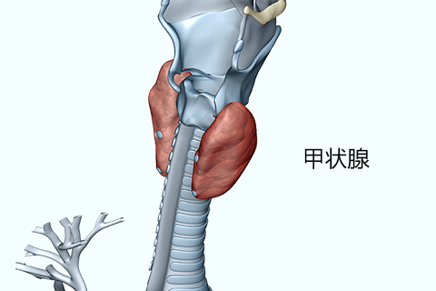 甲状腺结节是甲状腺疾病中做常见的一种良性的病变