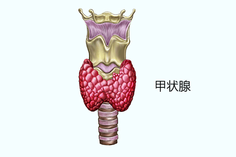 甲状腺是人体重要的一个功能性器官，甲状腺位于人体颈部，在甲状软骨的下方，位于气管的两旁，形状很像是蝴蝶，被称为甲状腺。
