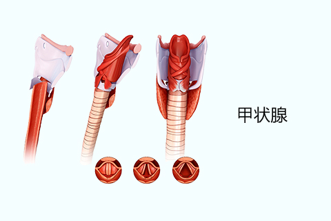 甲状腺结节疾病在临床上按病因分为5类：结节性甲状腺肿、炎性结节、毒性结节性甲状腺肿、甲状腺囊肿、甲状腺肿瘤。