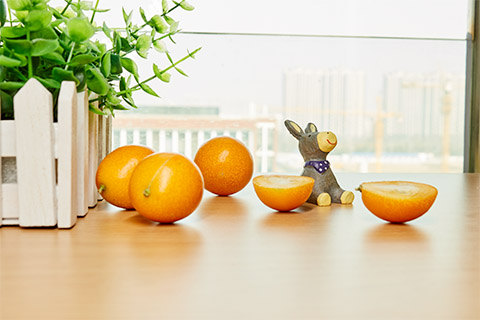 金桔属于芸香科的植物