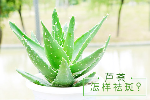 芦荟怎样祛斑