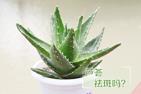 芦荟祛斑吗