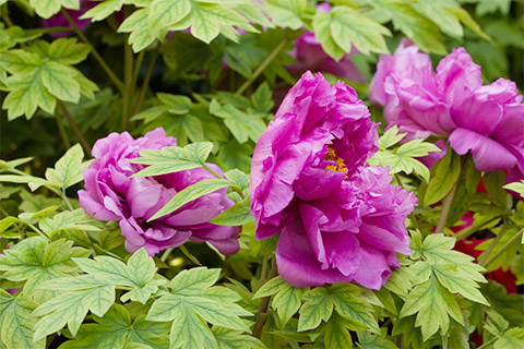 牡丹皮就是毛茛科植物牡丹的干燥根皮,是一味常见的中药