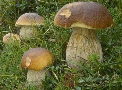 有毒 吃完牛肝菌一家三口上吐下泻