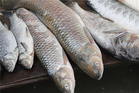 尿的患者,还是要及时的补充蛋白质,但是要有选择,如蛋类,乳类,鱼类